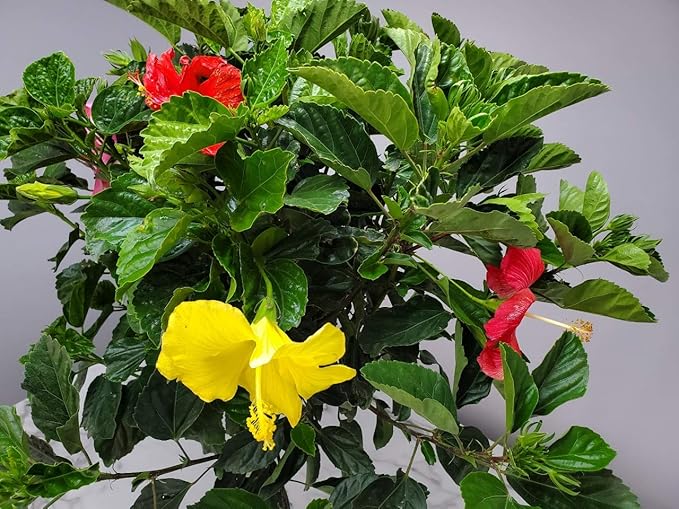 Braided Hibiscus Tree - Mixed (3 to 4 Flower Colors) - Overall Height 36" to 42" - Tropical Plants of Florida