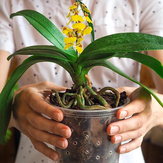 Potting Mix for Indoor Plants (Orchid Bark, 1.0, Quart)