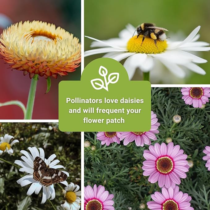 Sow Right Seeds - Daisy Flower Seed Collection for Planting - Attract Pollinators - Beautiful Annual and Perennial Flowers to Plant in Your Home Garden - Non-GMO Heirloom Seeds - Great Gardening Gift