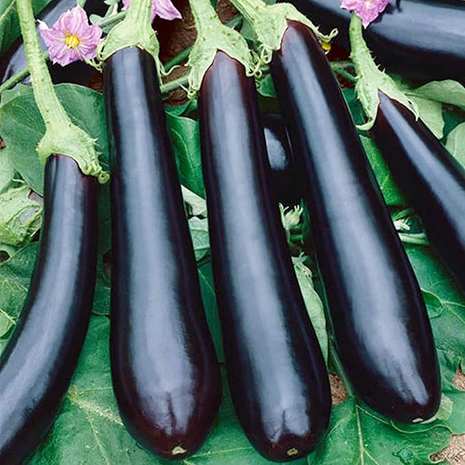 Seeds Eggplant Long Pop - Heirloom Vegetable - GMO Free
