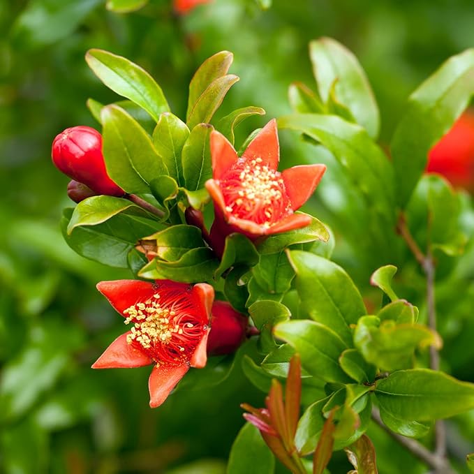 Russian Pomegranate in a 1 Gal. Grower's Pot | Cold Hardy Drought Tolerant | Yields Large Delicious Fruit | Real Dwarf Fruiting Tree