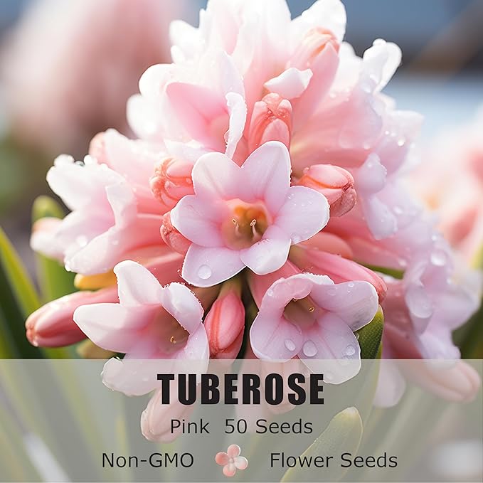 Tuberose Seeds for Planting, Pack of 50 Pink Tuberose Flower Seeds for Planting