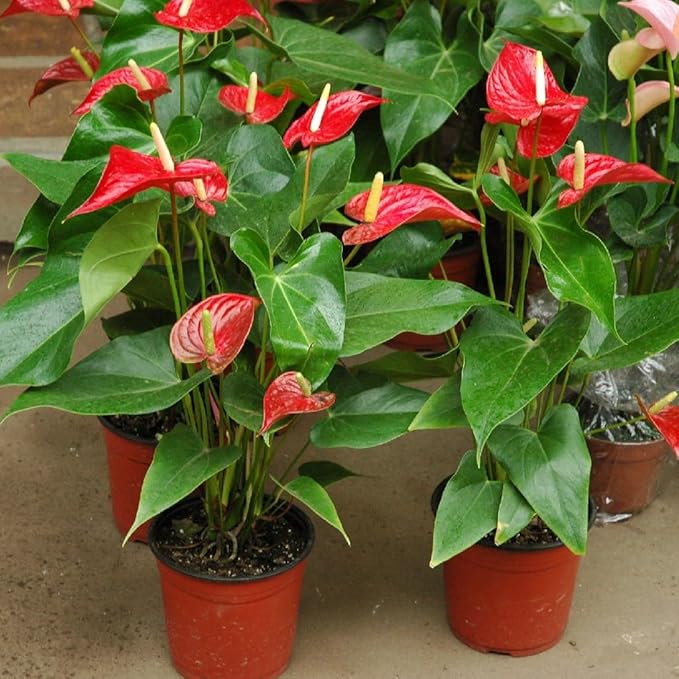 Anthurium Potting Mix - Provide Your Plants with The Perfect Soil Composition - 3 QUARTS