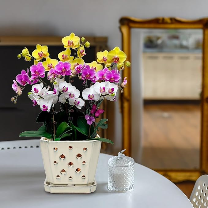 W&W Orchid Pot with Holes and Saucer for Repotting and Better Grow, Cream White, 7 Inches