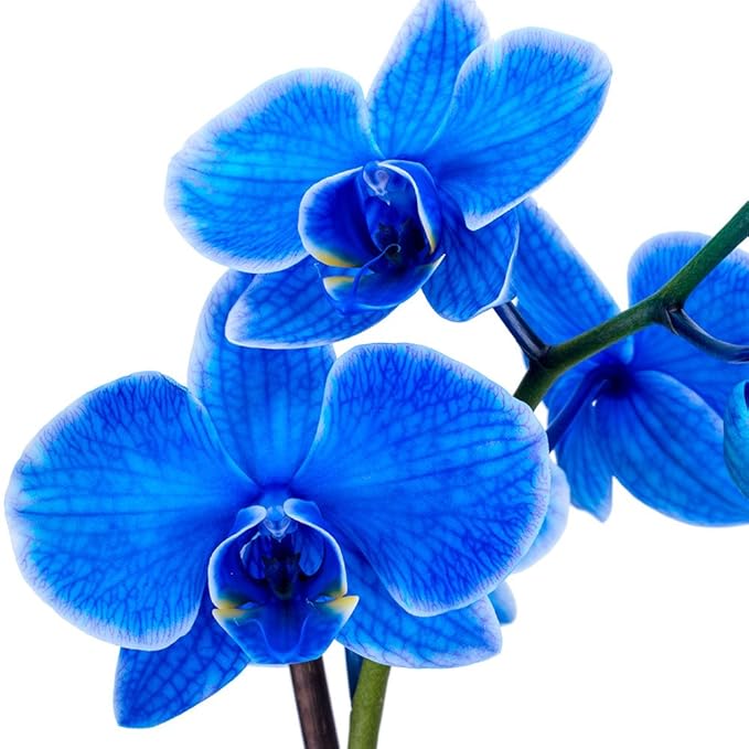 DecoBlooms Living Blue Orchid Plant - 5 inch Blooms - Fresh Flowering Home Décor