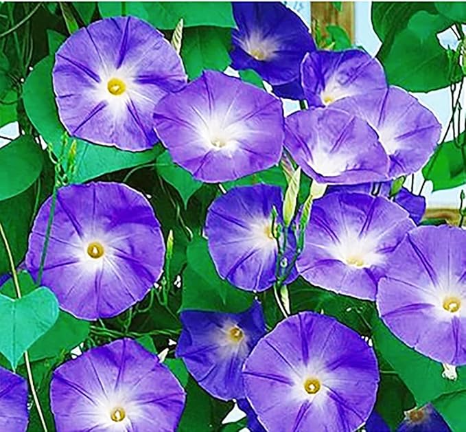 Morning Glory Seed Mix of Blue, Purple, White, Rose Vine Seeds