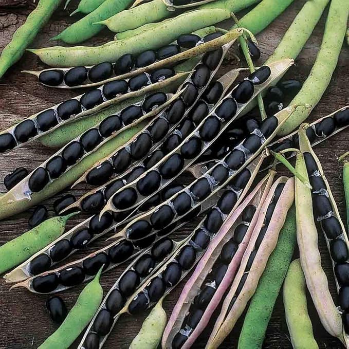 "Black Valentine" Bush Bean Seeds, 50+ Heirloom Seeds Per Packet, Non GMO Seeds, (Isla's Garden Seeds), Botanical Name: Phaseolus vulgaris