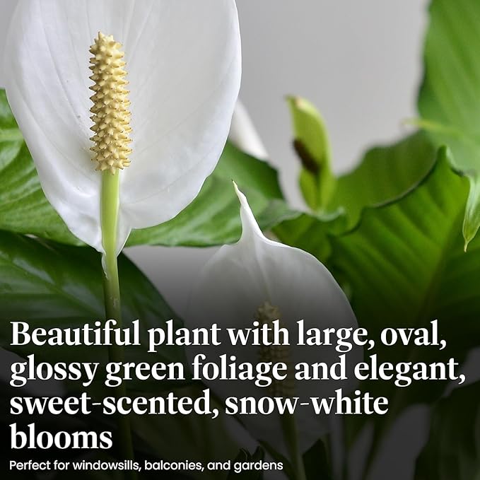 American Plant Exchange Spathiphyllum Peace Lily Live Plant, Indoor Flowering Houseplants, 4-Inch Pots, 2 Pack, Pot Covers, Easy Care, Low Light, Perfect for Housewarming, Sympathy, or Party Gifts