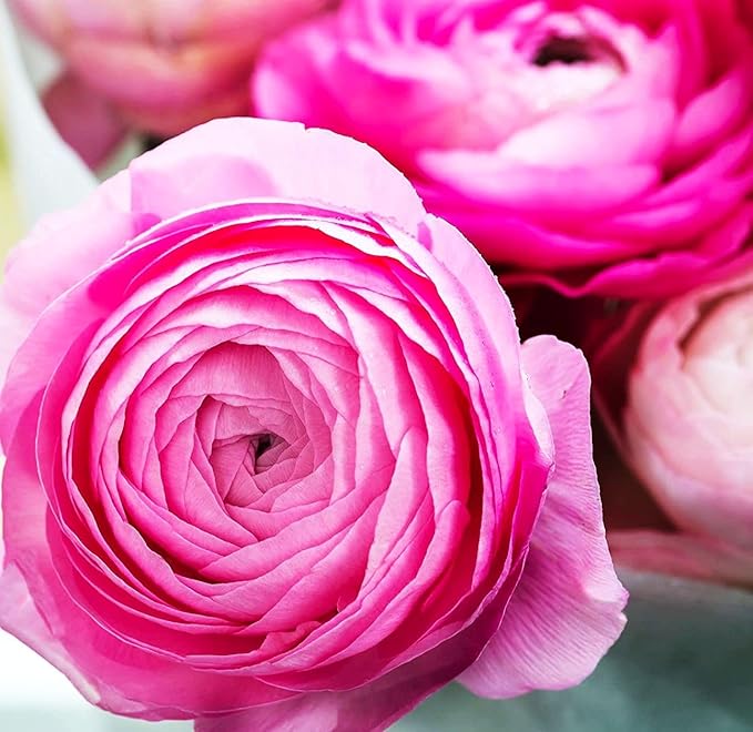 Mixed Peony Ranunculus Bulbs- Persian Buttercup -10 Corms Bulbs Flowering Blooms Perennial Bulbous Root Garden Plant (Pink)