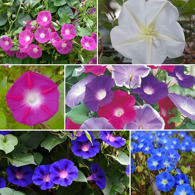 Eden Brothers Top O The Morning Flower Mixed Seeds for Planting, 10 lb, 4,800,000+ Seeds with Morning Glory, Moonflower | Attracts Pollinators, Plant in Spring or Fall, Zones 3, 4, 5, 6, 7, 8, 9, 10