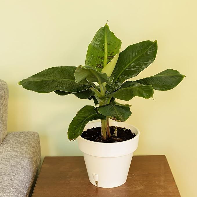 Banana Tree Potting Soil Mix (12 Quarts), Hand Blended Mixture for Banana Plants