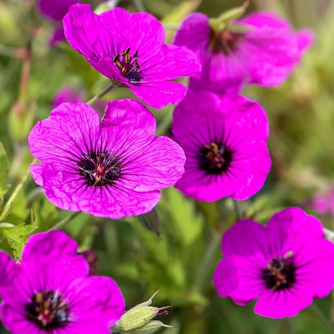 Geranium Subcaulescens 'Giuseppii' Seeds Cranesbill Evergreen Perennial Attracts Butterflies Deer & Rabbit Resistant Ground Cover Rock Garden Patio Outdoor 200Pcs Flower Seeds by YEGAOL Garden