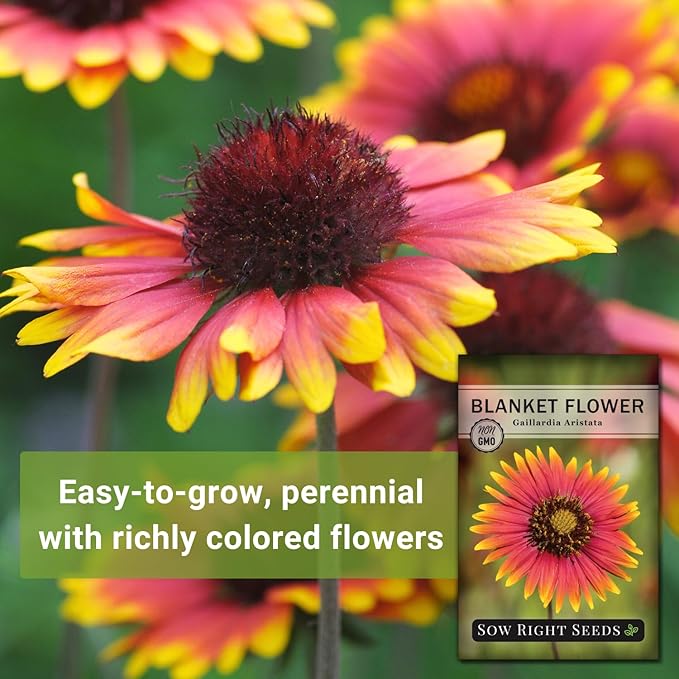 Sow Right Seeds - Blanket Flower Seeds for Planting - Non-GMO Heirloom Seeds Packet with Instructions to Plant Your Garden - Perennial Indian Gaillardia - Grow Native Gardens, Add a Color Bonanza (1)