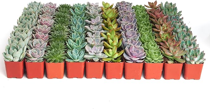 Shop Succulents Rosette Succulent Plant Pack Bulk Collection, Live Mini Succulent Plants, Low Maintenance, Floral Shaped Mix of Colors & Textures, Wedding and Party Favors, Gift & Garden, Pack of 64