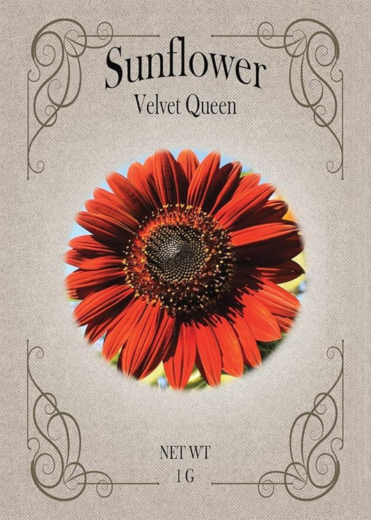 Set of Flower Seed Packets! Flower Seeds in Bulk - Great for Creating The Garden of Your Dreams! (50, Velvet Queen Sunflower)