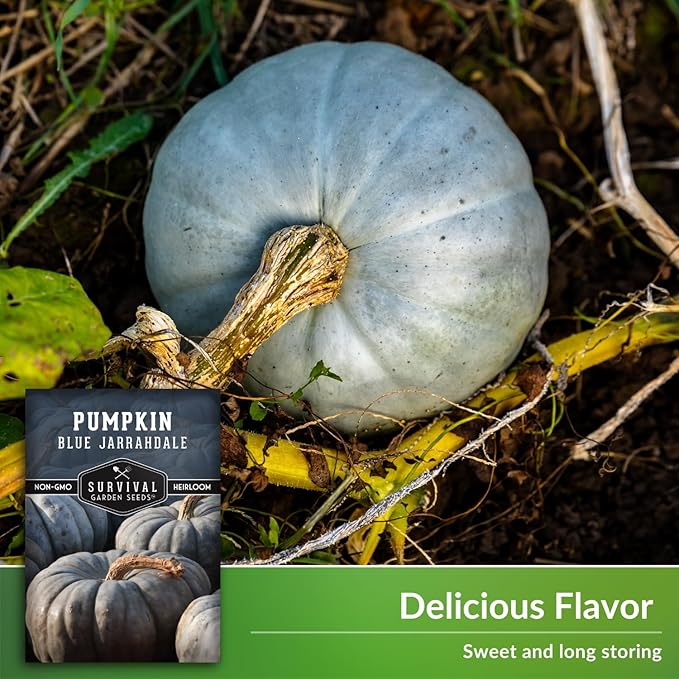 Blue Jarrahdale Pumpkin Seeds for Planting - 1 Packet with Instructions to Plant & Grow Decorative and Flavorful Blue Pumpkins in Your Home Garden - Non-GMO Heirloom Variety - Survival Garden Seeds