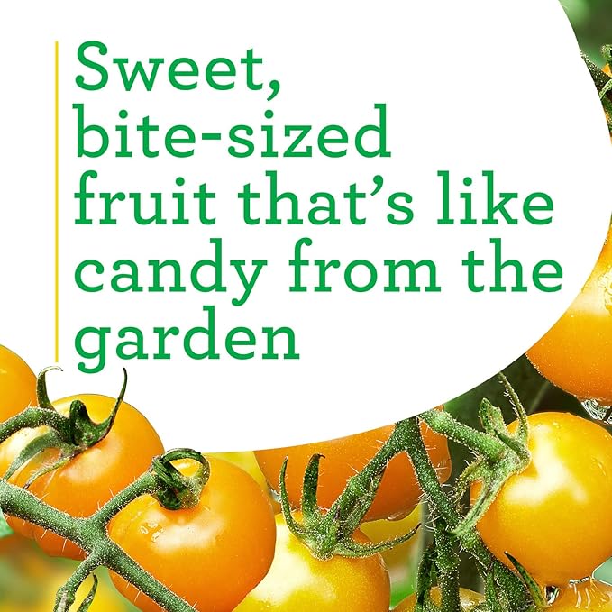 Bonnie Plants Sun Sugar Yellow Cherry Tomato - 4 Pack Live Plants, Disease Resistant, 7 - 9 Ft. Tall Plants, Great For Salads & Snacking