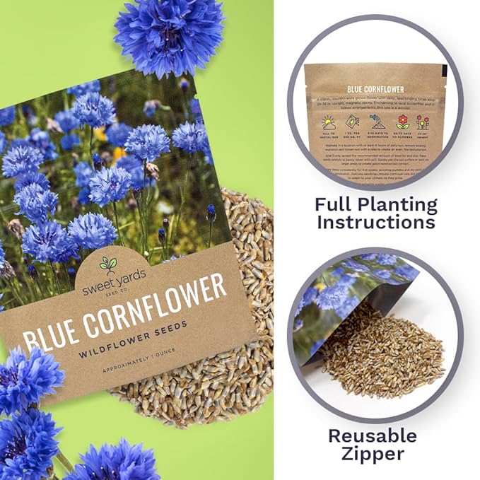 Blue Cornflower Seeds – Bachelor Buttons – Extra Large Packet – Over 5,000 Open Pollinated Non-GMO Wildflower Seeds – Centaurea cyanus