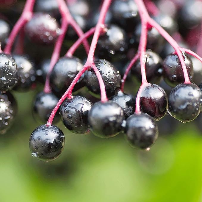 YEGAOL Garden Elderberry Seeds 100Pcs Fruit Seeds Sambucus Nigra Shrub Woody Perennial Non-GMO Home Garden Backyard Plant