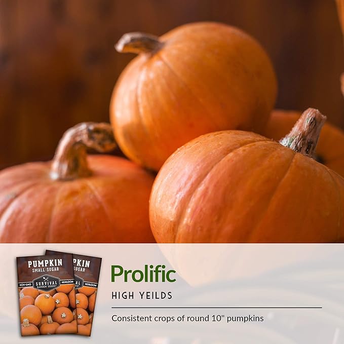 Survival Garden Seeds - Small Sugar Pumpkin Seed for Planting - 2 Packs with Instructions to Plant and Grow Pie Pumpkins in Your Home Vegetable Garden - Non-GMO Heirloom Variety