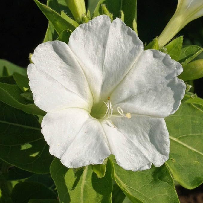 Outsidepride 1/4 lb. Perennial Mirabilis Jalapa Four O' Clock White Flower Seeds for Planting