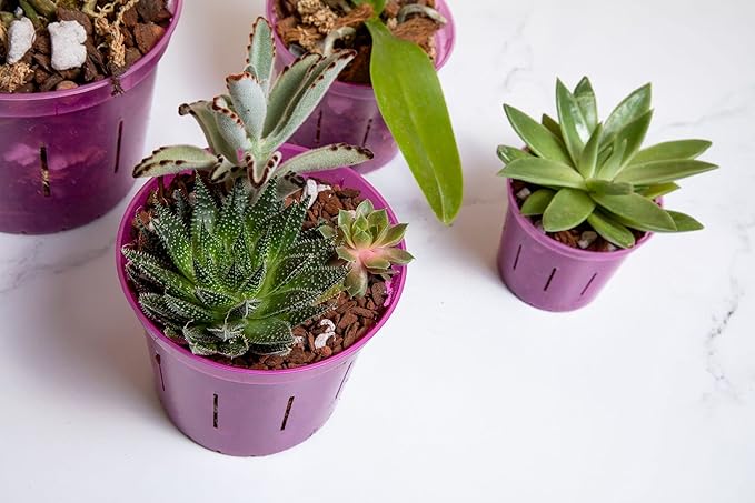 rePotme Orchid Pot Growers Assortment (8 Slotted Clear Orchid Pots - 2 Each of 3, 4, 5, 6 Inch) - Premium Orchid Planters, Orchid Pots with Holes for Repotting