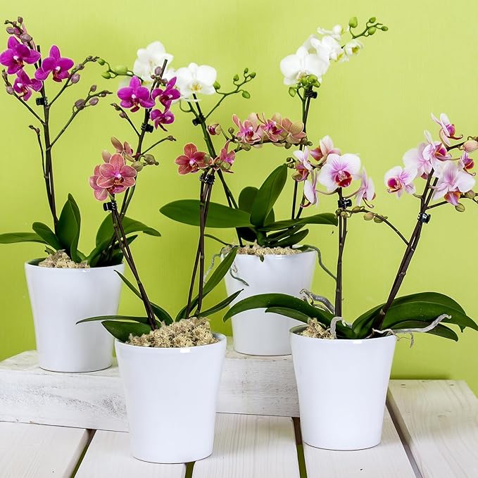 ZeeDix 1500g Premium Sphagnum Moss for Plants, 60QT Natural Long Fibered Orchid Moss Sphagnum Peat Moss Bulk for Carnivorous,Orchid,Sarracenia,Succulent,Venus Fly Traps and Reptiles