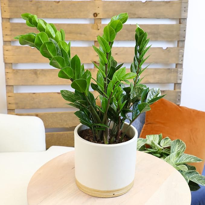 6" ZZ Plant Zamioculcas Zamiifolia, ZZ Plants Live House Plants Indoors Live House Plants Indoors, Indoor Plants Live, Real Live Plants Indoor Plants Live Houseplants Live Indoor by Plants for Pets