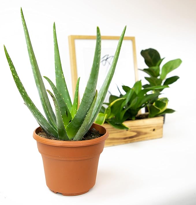 Live Aloe Vera Plant Live Succulents Plants Live Plants (6 in), Aloe Plant Live Succulent Plants Live Aloe Plants Live Houseplants, Aloe Vera Plant Indoor Succulents Indoor Plants by Plants for Pets