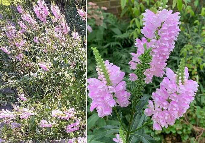 100+ Tall Obedient Plant Flower Seeds Native Wildflower Container Easy