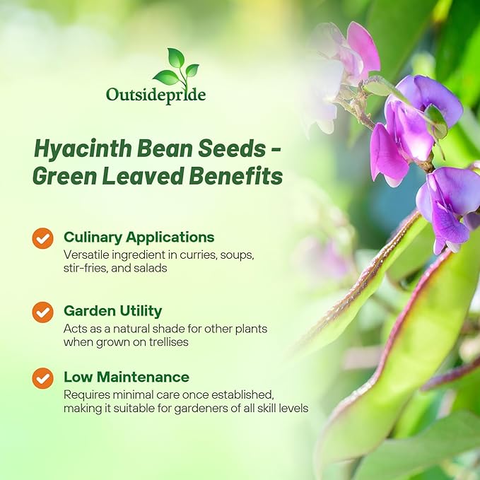 Outsidepride 200 Seeds Perennial Green Dolichos Lablab Hyacinth Bean Vine & Flower Seed for Planting