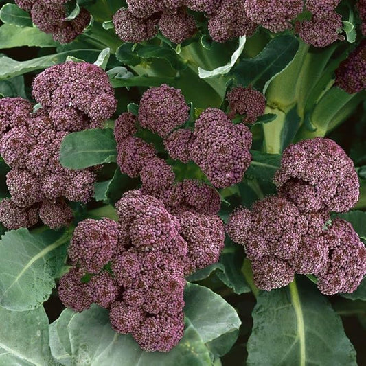 Park Seed Variety of Broccoli Plant Seeds, Easy to Grow, Perfect for Garden, Purple Sprouting Broccoli Seeds, Pack of 100 Seeds