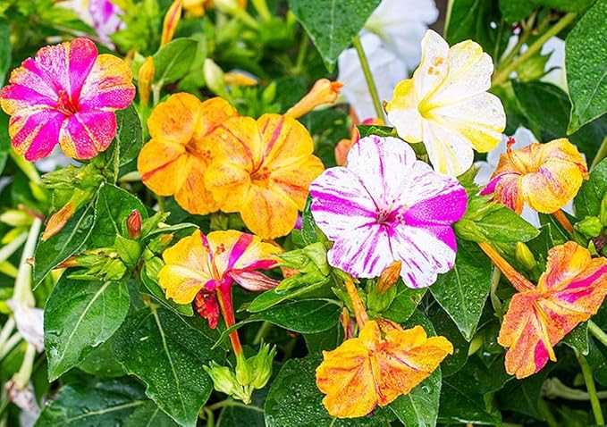 100 Four O'Clock Flower Seeds: Fragrant Mix for Perennial Blooms