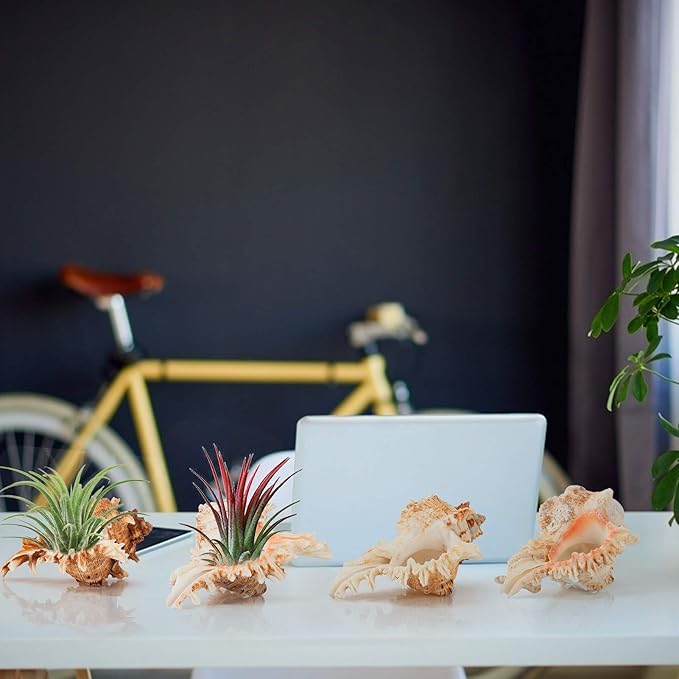 4 Pack Conch Sea Shell Air Plant Holders- 4-5 inches Natural Airplant Pot, Decorative Tillandsia Succulent Display Container for Gardening Gifts Home Table Decors Beach Theme Party, No Plants
