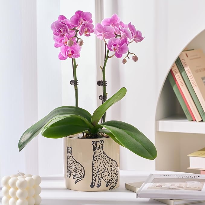 Indoor Ceramic Plant Pots with Drainage Holes 5 Inch Cute Succulent Flower Pots Small Orchid Planter Pots for Indoor Plants Garden Pots, Two Panthers