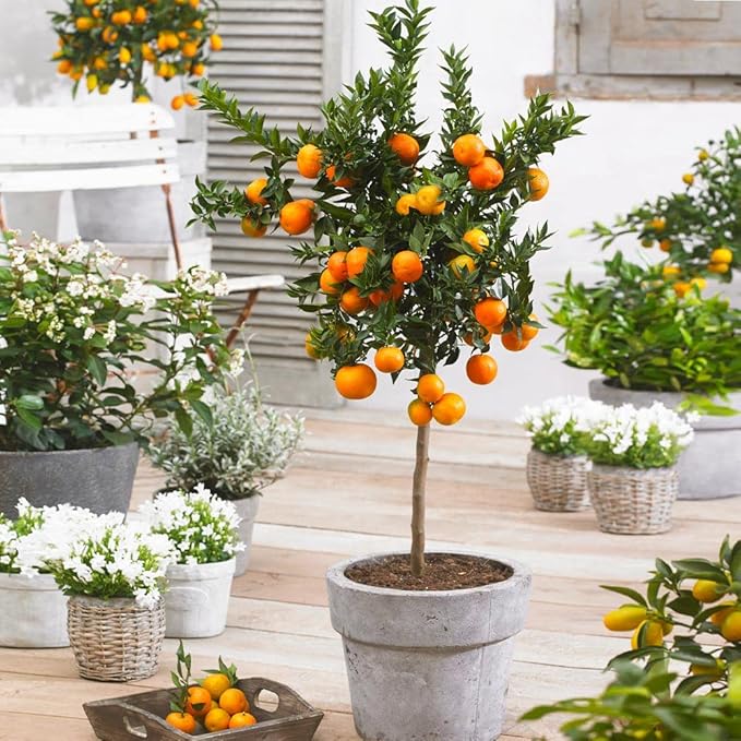 Gardenera's Premium Orange Tree Soil Mix - Quick Drain Potting Soil for Growing and Repotting Citrus Sinensis - 20 Quart