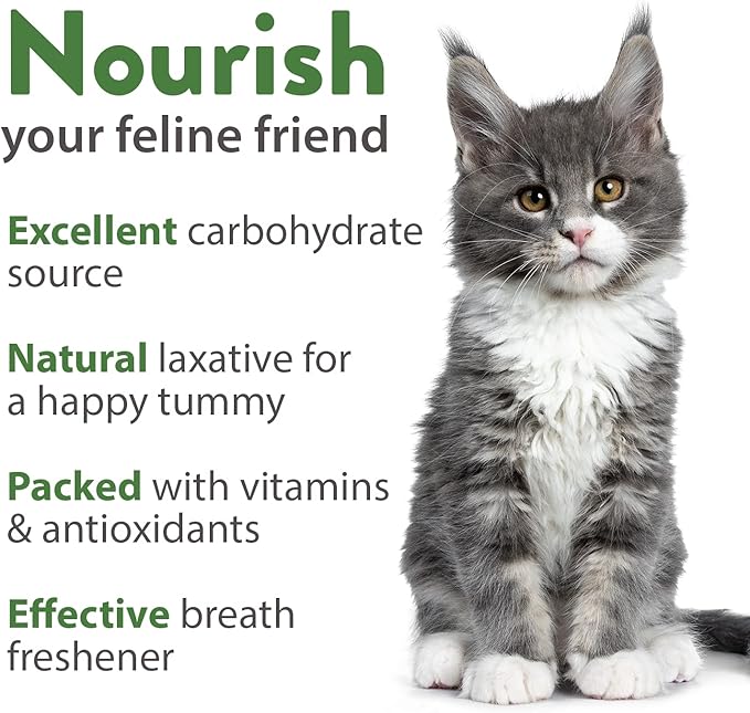 1 Pound Cat Grass Seeds for Cat & Kittens - 100% 𝗡𝗢𝗡-𝗚𝗠𝗢 𝗨𝗦𝗔, Heirloom | Grow Fresh Kitty Grass for Chewing | Pet Grass for Cats Indoor Garden | Wheatgrass Seeds for Pets | Healthy Cat Greens