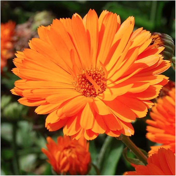 Seed Needs Ball's Improved Orange Calendula Seeds - 250 Seeds for Planting Calendula officinalis - Non-GMO & Untreated Annual Flowers for a Butterfly Garden
