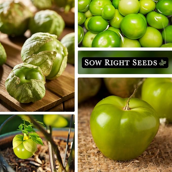 Sow Right Seeds - Toma Verde Tomatillo Seeds for Planting - Non-GMO Heirloom Packet with Instructions to Plant a Home Vegetable Garden - Mexican Husk Tomato - Ground Cherries Great for Salsa (1)