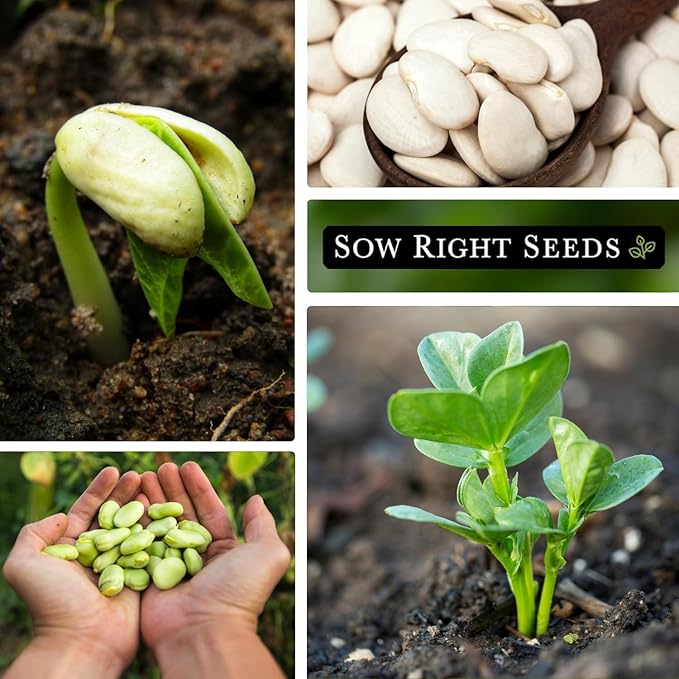 Sow Right Seeds - Fordhook Lima Bush Bean Seeds for Planting - Non-GMO Heirloom Packet with Instructions to Plant an Outdoor Home Vegetable Garden - Stringless Variety - Protein Packed Bush Bean (2)