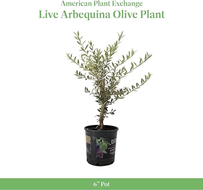 American Plant Exchange Live Arbequina Olive Tree, Fruit Bearing, Plant Pot for Home and Garden Decor, 6" Pot