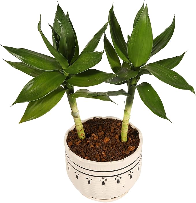 Lucky Bamboo, Rhapis excelsa (Lady Palm), Guanyin Bamboo Potting Soil Mix (6 L) Made in Japan