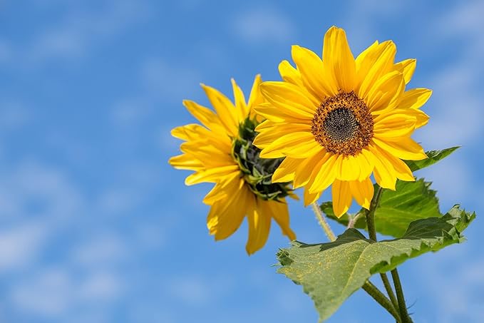 Set of 50 Flower Seed Packets! Flower Seeds in Bulk, 15 or More Varieties Available!