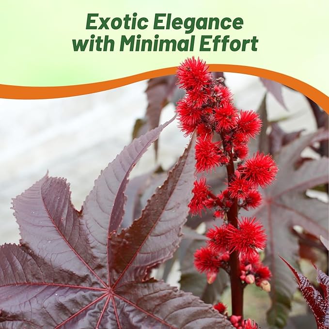 Outsidepride 100 Seeds Annual Ricinus Communis Castor Bean Gibsonii Flower Seeds for Planting