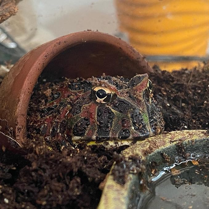 Josh's Frogs Coco Block Fine Coco Fiber (5 kg/38 quarts)