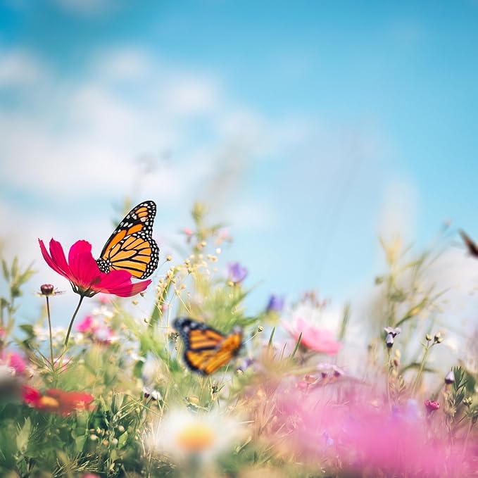 Washington Wildflower Seed Mix, Covers 325 Sq Ft, 20 Flower Varieties, Over 60,000 Seeds - Created By Nature