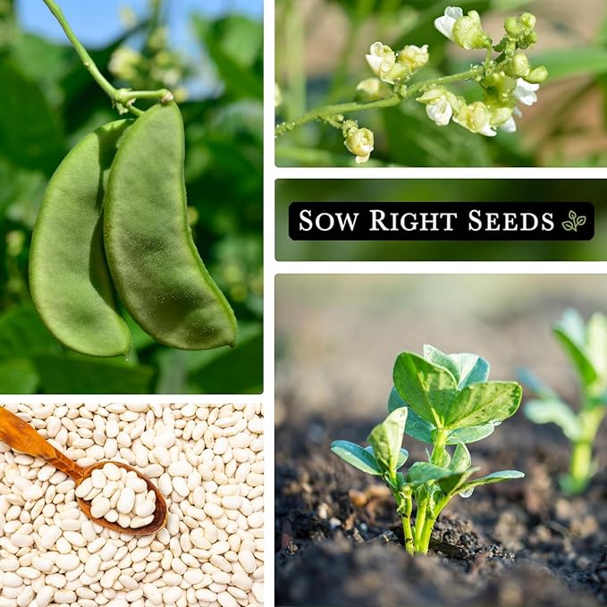 Sow Right Seeds - Bush Henderson Lima Bean Seeds for Planting - Non-GMO Heirloom Packet, Instructions to Plant an Outdoor Home Vegetable Garden - White Lima Variety - Great for Canning or Freezing (1)
