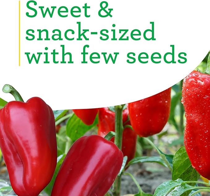 Bonnie Plants Snacking Red Pepper 19.3 oz. 4-pack