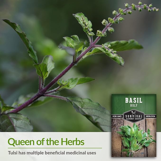 Survival Garden Seeds - Holy Basil Seed for Planting - 2 Packs with Instructions to Plant and Grow The Indian Sacred Herb Tulsi in Your Home Vegetable Garden - Non-GMO Heirloom Variety - Basil Plant
