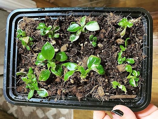 Noot Rooting Rescue Mix - 1 Quart - Coconut Chips Fibers Coco Coir Coarse Perlite - Root Rot Treatment - Rapid Roots for Propagation - Pre-Soaked & Ready to Use